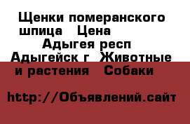 Щенки померанского шпица › Цена ­ 15 000 - Адыгея респ., Адыгейск г. Животные и растения » Собаки   